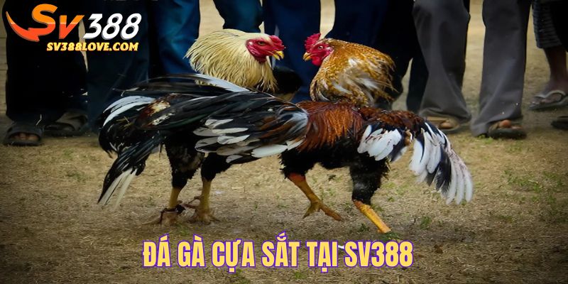 Đá gà cựa sắt tại SV388