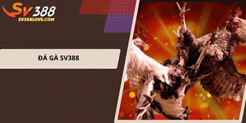 Đá gà SV388 kịch tính